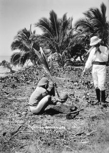 Planting coconuts, Solomon Island, Fiji, 1905