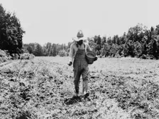 Planting corn in the community garden, Hillhouse, Mississippi, 1937. Creator: Dorothea Lange