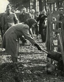 Planting A Red Oak 3 March 1945, (1947). Creator: Unknown