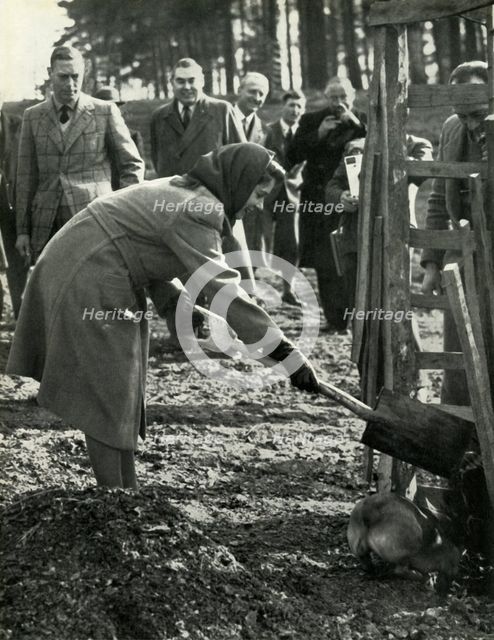 'Planting A Red Oak', 3 March 1945, (1947).  Creator: Unknown.