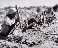 Planting out young tea bushes, Assam, 1950s-60s. Creator: Unknown
