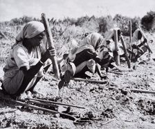 Planting out young tea bushes, Assam, 1950s-60s. Creator: Unknown