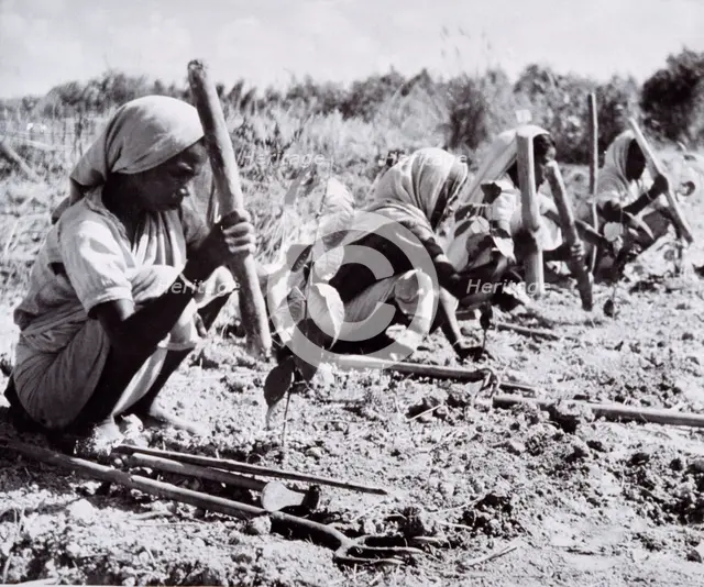 Planting out young tea bushes, Assam, 1950s-60s. Creator: Unknown.