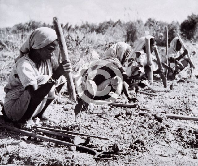 Planting out young tea bushes, Assam, 1950s-60s. Creator: Unknown.