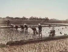 Planting Rice, c.between 1885 and 1900. Creator: Unknown