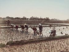 Planting Rice, c.between 1885 and 1900. Creator: Unknown