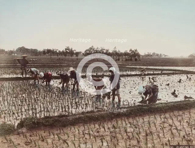 Planting Rice, c.between 1885 and 1900. Creator: Unknown.