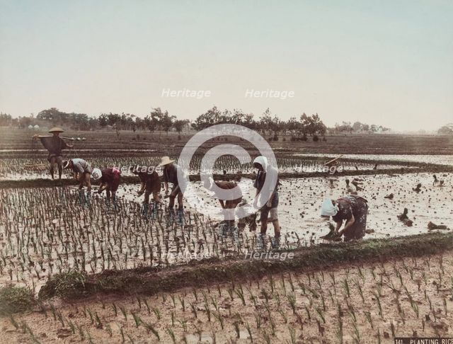 Planting Rice, c.between 1885 and 1900. Creator: Unknown.