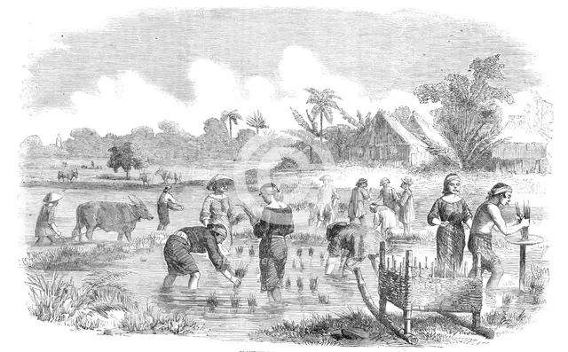 Planting Rice in Manilla, 1857. Creator: Unknown.