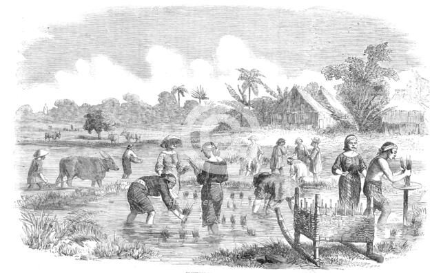 Planting Rice in Manilla, 1857. Creator: Unknown.
