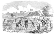 Planting Rice in Manilla, 1857. Creator: Unknown