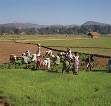 Planting rice in Sri Lanka