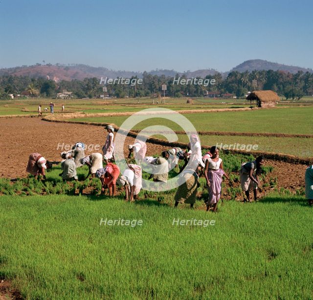 Planting rice in Sri Lanka.