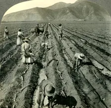 Planting the Sugar Cane in a Large Hacienda near Lima, Peru. c1930s. Creator: Unknown