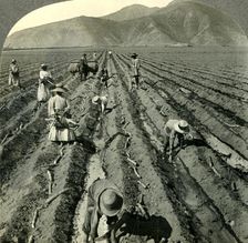 Planting the Sugar Cane in a Large Hacienda near Lima, Peru. c1930s. Creator: Unknown
