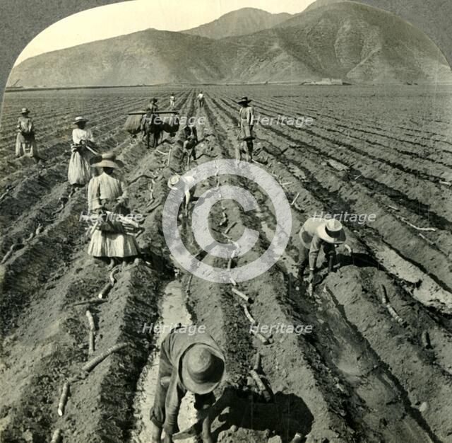 'Planting the Sugar Cane in a Large Hacienda near Lima, Peru.', c1930s. Creator: Unknown.