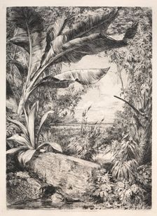 Plants of the Greenhouse, 1872. Creator: Jules Jacquemart (French, 1837-1880); A. Cadart & Luquet, 79, rue Richelieu
