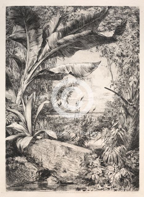Plants of the Greenhouse, 1872. Creator: Jules Jacquemart (French, 1837-1880); A. Cadart & Luquet, 79, rue Richelieu.