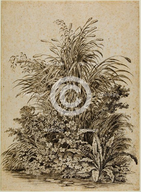 Plants at Water's Edge, c. 1800. Creator: Carl Wilhelm Kolbe the elder.