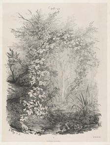 Plants and Ivies by a Stream, 1848/1849. Creator: Eugene Blery