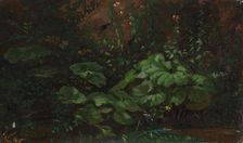 Plants, exercise, 1835-1853. Creator: Nils Jakob Blommer