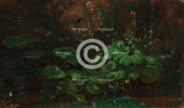 Plants, exercise, 1835-1853. Creator: Nils Jakob Blommer.