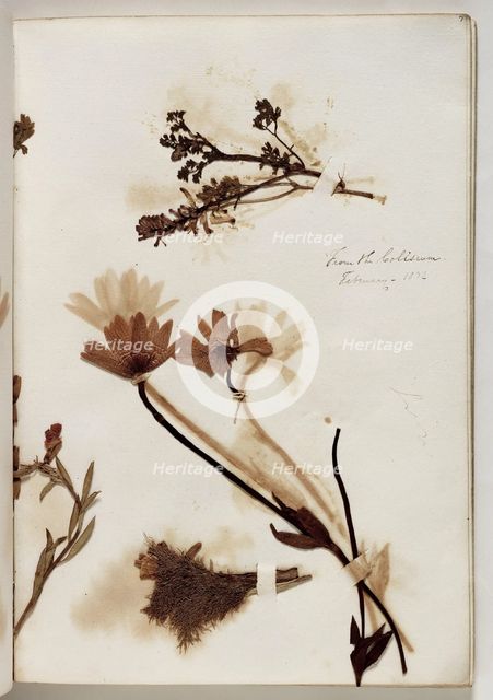 Plants from the Coliseum, February 1832, 1832. Creator: Thomas Cole.