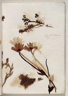 Plants from the Coliseum, February 1832, 1832. Creator: Thomas Cole