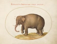 Plate 1: Elephant with Insects, c. 1575/1580. Creator: Joris Hoefnagel
