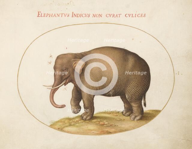 Plate 1: Elephant with Insects, c. 1575/1580. Creator: Joris Hoefnagel.