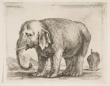 Plate 10: elephant, from Various animals (Diversi animali), ca. 1641. Creator: Stefano della Bella