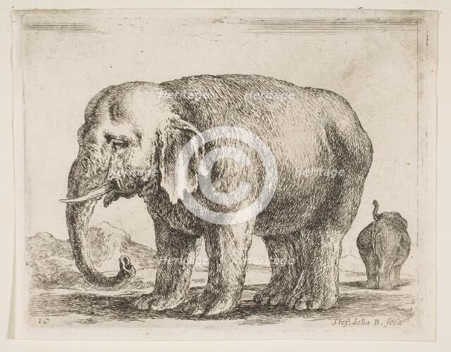 Plate 10: elephant, from 'Various animals' (Diversi animali), ca. 1641. Creator: Stefano della Bella.