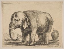 Plate 10: elephant, from Various animals (Diversi animali), ca. 1641. Creator: Stefano della Bella