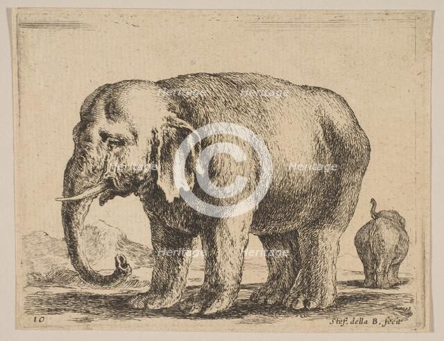 Plate 10: elephant, from 'Various animals' (Diversi animali), ca. 1641. Creator: Stefano della Bella.