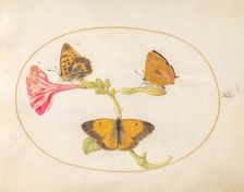 Plate 10: Three Butterflies on a Four O Clock Flower, c. 1575/1580. Creator: Joris Hoefnagel
