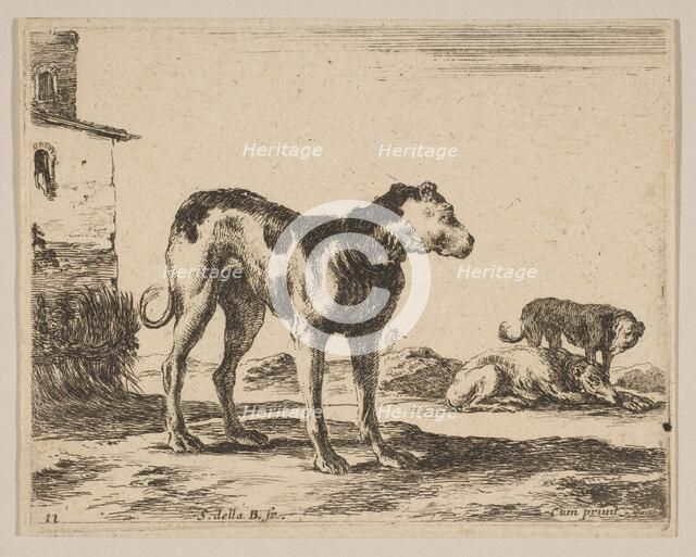 Plate 11: dogs, from 'Various animals' (Diversi animali), ca. 1641. Creator: Stefano della Bella.
