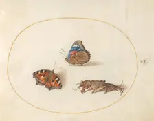 Plate 11: Two Butterflies and a Mole Cricket, c. 1575/1580. Creator: Joris Hoefnagel
