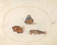Plate 11: Two Butterflies and a Mole Cricket, c. 1575/1580. Creator: Joris Hoefnagel