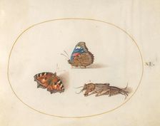 Plate 11: Two Butterflies and a Mole Cricket, c. 1575/1580. Creator: Joris Hoefnagel