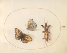 Plate 12: Two Butterflies and a Mole Cricket, c. 1575/1580. Creator: Joris Hoefnagel