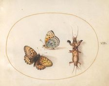 Plate 12: Two Butterflies and a Mole Cricket, c. 1575/1580. Creator: Joris Hoefnagel