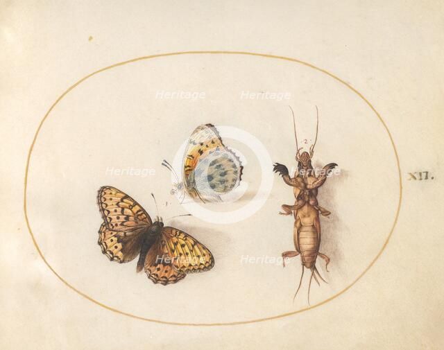 Plate 12: Two Butterflies and a Mole Cricket, c. 1575/1580. Creator: Joris Hoefnagel.