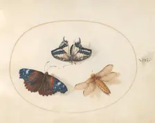 Plate 13: Two Butterflies and a Dragonfly(?), c. 1575/1580. Creator: Joris Hoefnagel