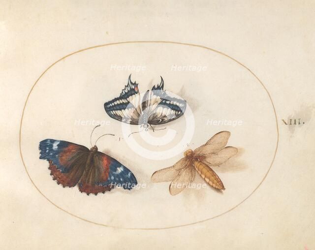 Plate 13: Two Butterflies and a Dragonfly(?), c. 1575/1580. Creator: Joris Hoefnagel.