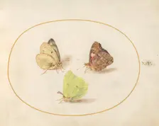 Plate 14: Three Butterflies, c. 1575/1580. Creator: Joris Hoefnagel