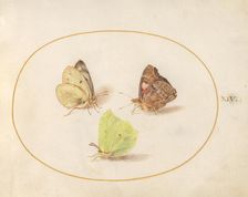Plate 14: Three Butterflies, c. 1575/1580. Creator: Joris Hoefnagel