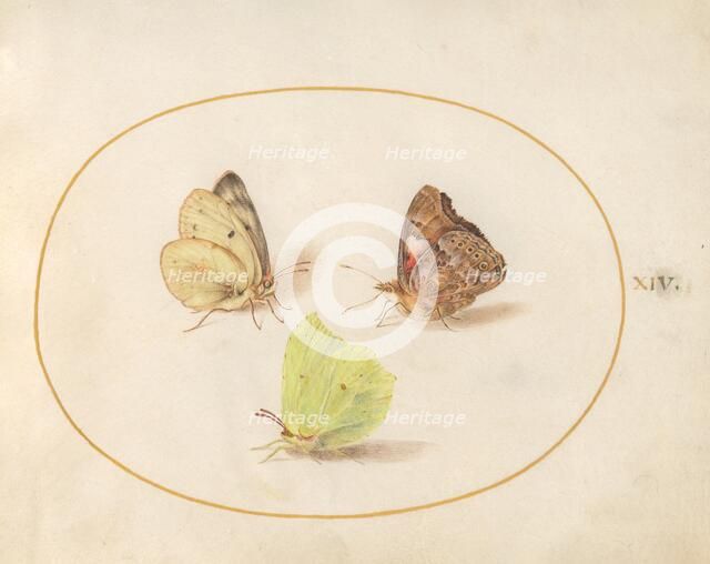 Plate 14: Three Butterflies, c. 1575/1580. Creator: Joris Hoefnagel.