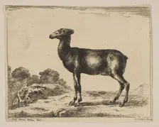 Plate 15: doe, from Various animals (Diversi animali), after 1641. Creator: Unknown