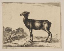 Plate 15: doe, from Various animals (Diversi animali), after 1641. Creator: Unknown