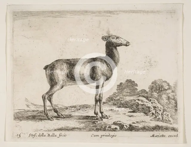Plate 15: doe, from 'Various animals' (Diversi animali), ca. 1641. Creator: Stefano della Bella.